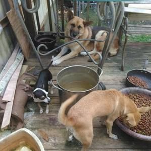 Meet your Posher, Maggie